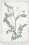 Astragalus, supinus, siliquis, villosis, gelomeratis = Astralago di Spagna = Astragale. {Milkvetch