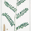 Astragaloides Lusitanica = Astragalus Baetius = Astragalo = Astragale.