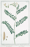 Astragaloides Lusitanica = Astragalus Baetius = Astragalo = Astragale.