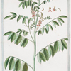Indigofera racemosa, Seguminibus cernuis = Colutea Indica. [Rusty indigo]