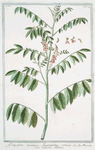 Indigofera racemosa, Seguminibus cernuis = Colutea Indica. [Rusty indigo]