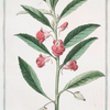 Balsamina faemina = Balsamina, e Meraviglie di Spagna = Balsamine. [Balsam]
