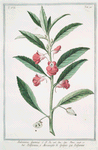 Balsamina faemina = Balsamina, e Meraviglie di Spagna = Balsamine. [Balsam]