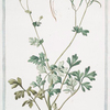 Fumaria, sempervirens, siliquis, linearibus, paniculatis = Caproide = Fumeterre. [Ramping fumitory]