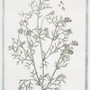 Fumaria, fooeniculi tortuosi foliis, floribus suave rubentibus = Fumaria minore = Fumeterre. [Ramping fumitory]
