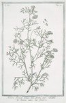 Fumaria, fooeniculi tortuosi foliis, floribus suave rubentibus = Fumaria minore = Fumeterre. [Ramping fumitory]
