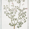 Fumaria officinarum et Dioscoridis = Fumaria = Fumeterre. [Drug  fumitory]