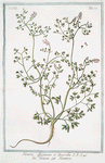Fumaria officinarum et Dioscoridis = Fumaria = Fumeterre. [Drug  fumitory]