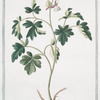 Fumaria bulbosa, radice cava major, flore rubente = Fumaria bulbosa = La Fumeterre. [ Bulbous fumitory]