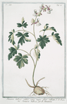 Fumaria bulbosa, radice cava major, flore rubente = Fumaria bulbosa = La Fumeterre. [ Bulbous fumitory]