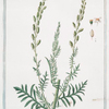Reseda maxima = Reseda alba, foliis pinnatis = Réséda grande = Le Reseda, ou Herbe maure. [white upright mignonette; wild mignonette, Common mignonette; Bastard rocket; Sweet reseda ]