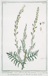 Reseda maxima = Reseda alba, foliis pinnatis = Réséda grande = Le Reseda, ou Herbe maure. [white upright mignonette; wild mignonette, Common mignonette; Bastard rocket; Sweet reseda ]