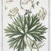 Aconitum Lycotonum, luteum, majus = Aconito, o Napello = Aconit. Yellow wolfsbane; Yellow wolfbane