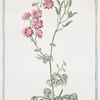 Delphiinium hortenses, flore majore et multiplici incarnato = Speron di cavaliere = Pie'd Alouette. [Larkspur, Staggerweed]