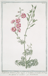 Delphiinium hortenses, flore majore et multiplici incarnato = Speron di cavaliere = Pie'd Alouette. [Larkspur, Staggerweed]