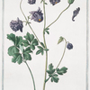 Aquilegia hortensis, multiplex = Aquilegia a fiori doppy = L'Ancolie. [Columbine]