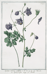 Aquilegia hortensis, multiplex = Aquilegia a fiori doppy = L'Ancolie. [Columbine]