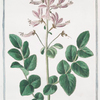 Fraxinella = Dictamnus albus = Frassinella = Fraxinelle. [Dittany, Burning bush, Gas plant]