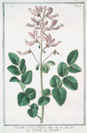 Fraxinella = Dictamnus albus = Frassinella = Fraxinelle. [Dittany, Burning bush, Gas plant]