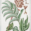Melianthus Africanus = Melianto Africano = Meliante.