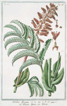 Melianthus Africanus = Melianto Africano = Meliante.