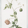 Corindum ampliori folio, fructu maximo = Cardiospermum Linn. = Corindo, o Cuore di S. domenico = Pois de merveille. [faux persil]