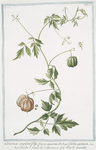 Corindum ampliori folio, fructu maximo = Cardiospermum Linn. = Corindo, o Cuore di S. domenico = Pois de merveille. [faux persil]