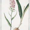 Orchis Palmata montana maculata = Palma Cristi = Le Satirion. [early purple orchis]