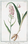 Orchis Palmata montana maculata = Palma Cristi = Le Satirion. [early purple orchis]