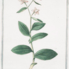 Helleborine , latifolia montana = eleboro picólo falso = L' Elléborine.