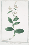 Helleborine , latifolia montana = eleboro picólo falso = L' Elléborine.