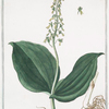 Ophris, bifolia = Ophris ovata = Ofri di due foglie = Double feuille. [Two-leaved Ophrys]
