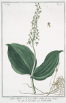Ophris, bifolia = Ophris ovata = Ofri di due foglie = Double feuille. [Two-leaved Ophrys]