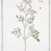 Ambrosia maritima = ambrosiá maritima = Ambrosie. [Sea ragweed]
