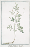 Ambrosia maritima = ambrosiá maritima = Ambrosie. [Sea ragweed]