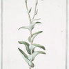 Elichrysum Americanum, foetidissim¯a folio = Elichrisio feudo = L' Immortelle. [Stinking strawflower]