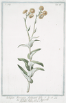 Elichrysum Americanum, foetidissim¯a folio = Elichrisio feudo = L' Immortelle. [Stinking strawflower]