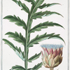 Cinara, hortensis non aculeata = Carciofolo = L' Artichaud. [Cynara, Artichoke]