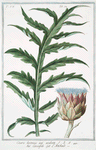 Cinara, hortensis non aculeata = Carciofolo = L' Artichaud. [Cynara, Artichoke]