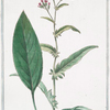 Jacea nemorensis, quae serratula vulgo = Seretta = La Serette. [Knap weed, Saw-wort]