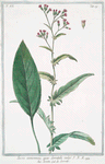 Jacea nemorensis, quae serratula vulgo = Seretta = La Serette. [Knap weed, Saw-wort]