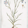 Cyanus Segetum, flore ccerulo = Ciano, volgare = Bluet.[Centaurea cyanus 'Blue Boy', Cornflower; blue-bottle; wild bachelor's button]
