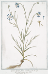 Cyanus Segetum, flore ccerulo = Ciano, volgare = Bluet.[Centaurea cyanus 'Blue Boy', Cornflower; blue-bottle; wild bachelor's button]