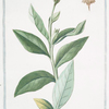 Cyanus montanus, latifolius vel Verbaculum Cyanoides = Ciano montana = Bluet. [mountain cornflower; perennial cornflower]