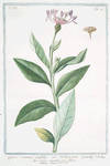 Cyanus montanus, latifolius vel Verbaculum Cyanoides = Ciano montana = Bluet. [mountain cornflower; perennial cornflower]