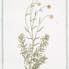 Santolina, foliis Rosmarini folio = Santolina verde = Petit Ciprés ou Garderibe.[Holy flax; Rosemary leaved lavender cotton]