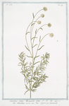 Santolina, foliis Rosmarini folio = Santolina verde = Petit Ciprés ou Garderibe.[Holy flax; Rosemary leaved lavender cotton]