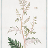 Artemisia vulgaris major = Artemisia, o Erba S. Giovanni = Armoise. [Common wormwood; Mugwort; Felon herb]
