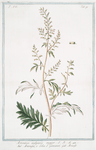 Artemisia vulgaris major = Artemisia, o Erba S. Giovanni = Armoise. [Common wormwood; Mugwort; Felon herb]