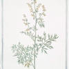 Absinthium Ponticum, seu Romanum officinarum = Ascenzo Pontico Romano =  Absinthe Artemisia Pontica Lin. Spec. Pl. [Roman wormwood]